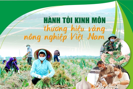 Hành tỏi Kinh Môn - thương hiệu vàng nông nghiệp Việt Nam