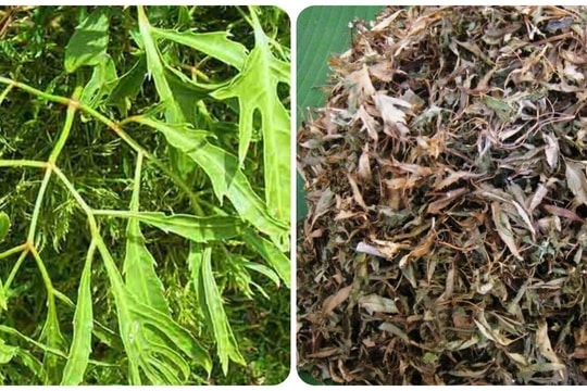 Loại lá thơm dễ tìm, giá rẻ lại bổ dưỡng như nhân sâm