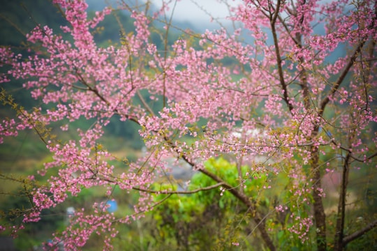  48 giờ ở Mộc Châu