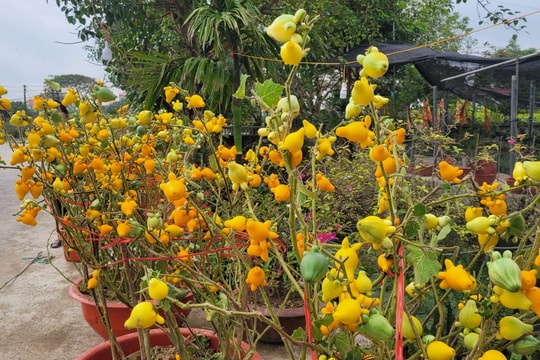Không nên mua cây dư thừa về chơi Tết