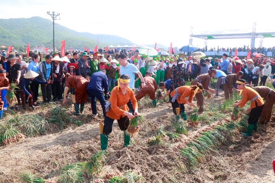 Nông dân Kinh Môn hào hứng thi thu hoạch hành tỏi
