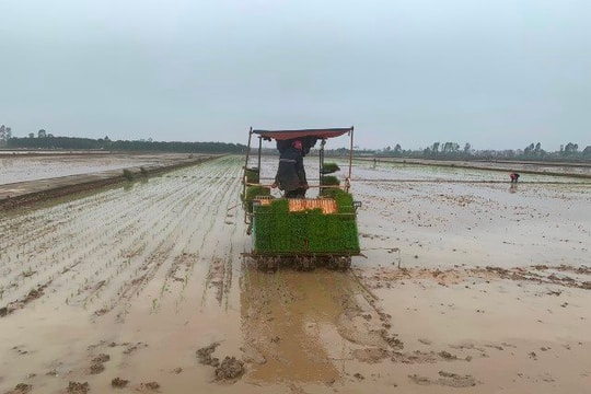 Bình Giang tăng 95 ha lúa cấy máy