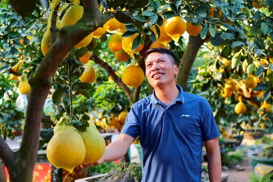 Bưởi Diễn cảnh xuống phố đón Tết