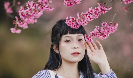Ngắm mai anh đào Đà Lạt