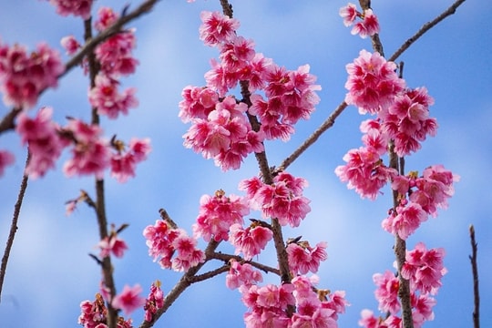 Cherry blossoms show off radiant beauty