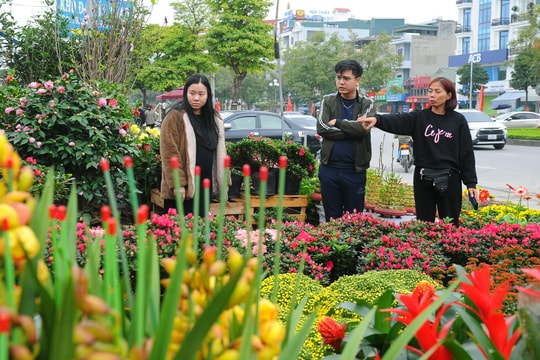Hai Duong market offers diverse flowers, bonsai for Tet