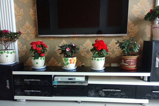 5 vật dụng không nên để cạnh tivi