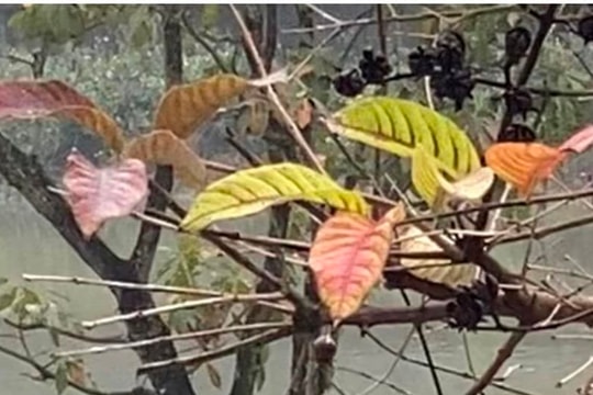 Tạ lỗi với mùa đông