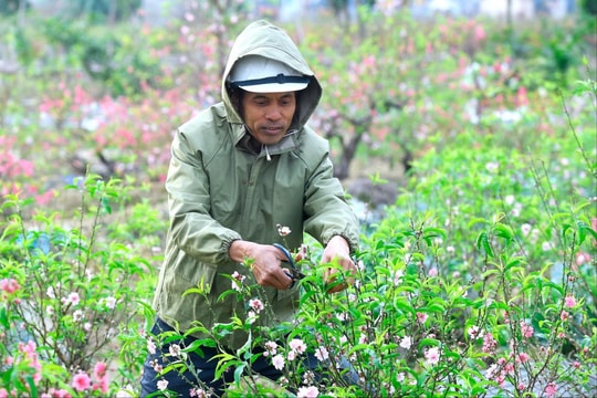 Gồng mình lao động trong giá rét