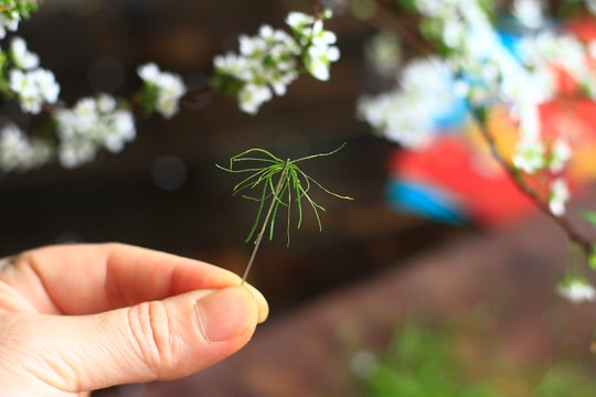 Mẹo thái lá chanh nhỏ hơn sợi chỉ