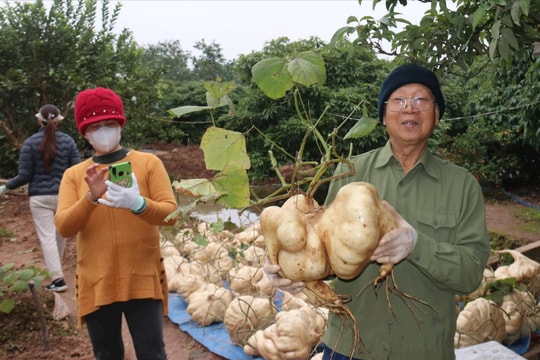 Ngắm củ đậu "khủng" chơi Tết ở Hải Dương