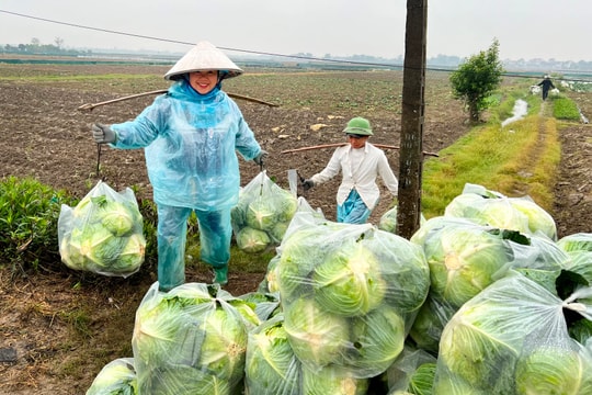 Rét hại, giá cải bắp, su hào tăng cao