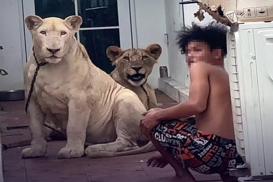 Thái Lan liên tục phát hiện người nuôi sư tử làm thú cưng