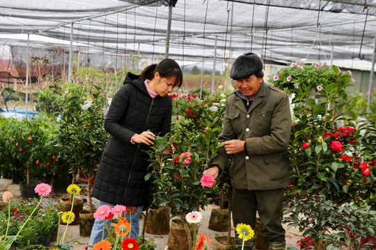 Sắc xuân vùng hoa ven đô TP Hải Dương