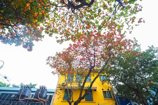Hà Nội mùa cây bàng lá đỏ