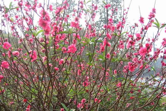 Nhớ một Tết cũ