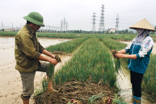 Giá thuê lao động thu hoạch hành, tỏi ở Hải Dương tăng