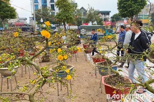 Hoa Tết xưa - hoa Tết nay