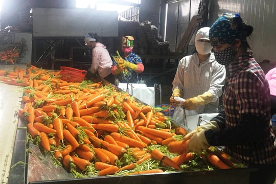 Công ty CP Chế biến nông sản Tân Hương xuất khẩu 250 tấn cà rốt