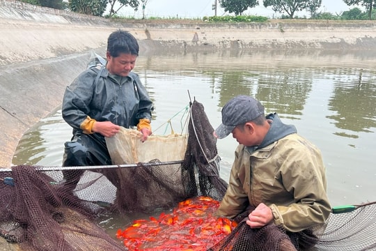 Chuẩn bị cá chép vàng cho ông Táo về trời