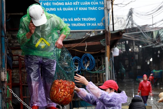 Chủ vựa cá chép đỏ từ quê ra tận chợ đầu mối Hà Nội bán xả lỗ