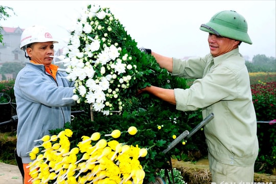 Tấp nập làng hoa Phù Tải 1 những ngày áp Tết
