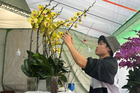 Thợ cắm hoa lan thu nhập 3-4 triệu đồng/ngày