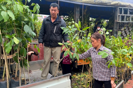 Công ty Gieo mầm xanh Toàn Cầu hỗ trợ Thanh Miện hơn 5.000 cây xanh thực hiện Tết trồng cây
