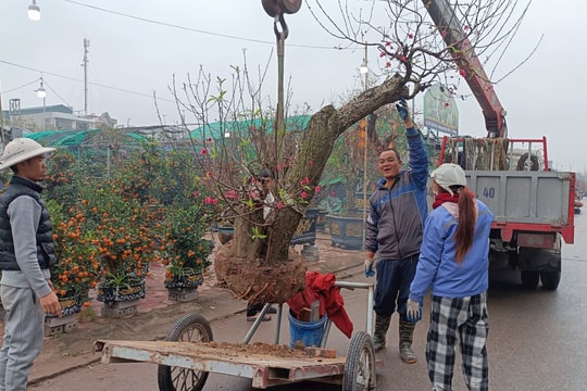 Chợ hoa xuân TP Hải Dương có nhiều loại hoa mới