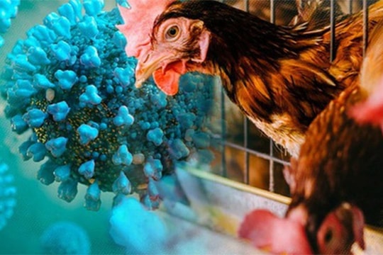 Lào phát hiện dịch cúm gia cầm H5N1