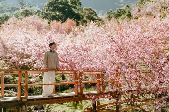 5 ngày đi Thái "săn" mai anh đào