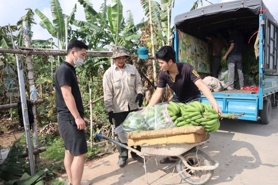 Chuối Tết ở Thượng Quận đã tiêu thụ hết