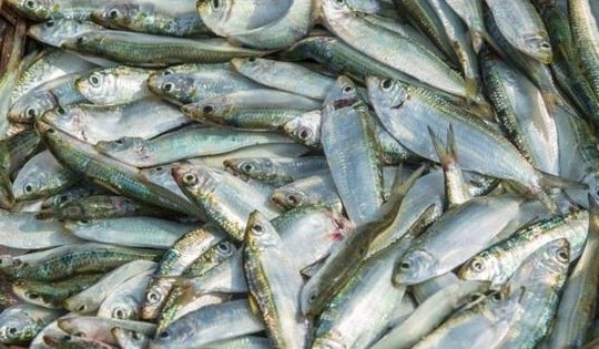 4 biện pháp tự nhiên giúp giảm chứng viêm xương khớp