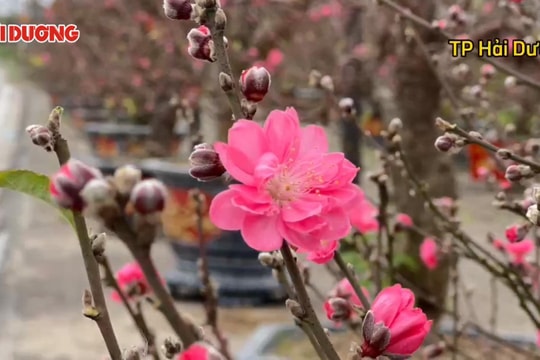 Sắc màu Hải Dương