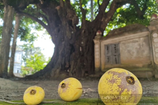 Về lại chốn quê