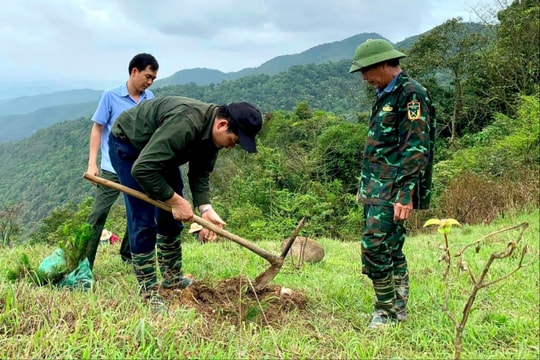 Chí Linh đưa nhiều cây cho giá trị kinh tế vào trồng rừng sản xuất