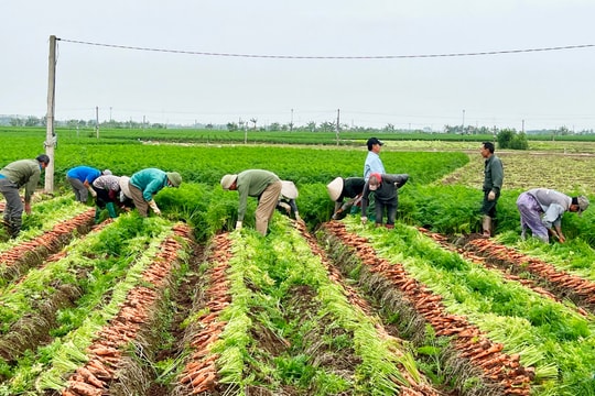 Hải Dương bảo đảm chất lượng cà rốt phục vụ xuất khẩu