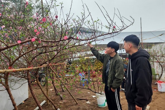 Đào huyền, đào mini được nhiều người ưa chuộng