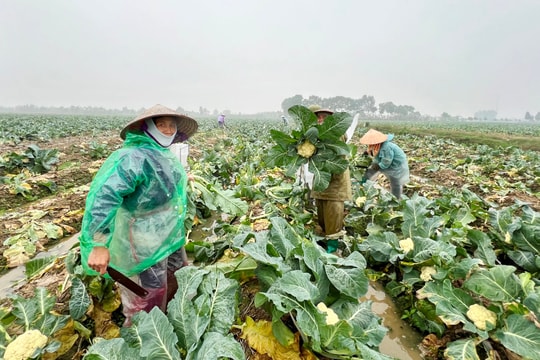 Rau cận Tết ở Hải Dương tiêu thụ thuận lợi