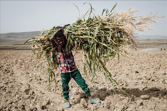 Quốc tế kêu gọi hỗ trợ khẩn cấp ngăn chặn khủng hoảng đói tại Ethiopia