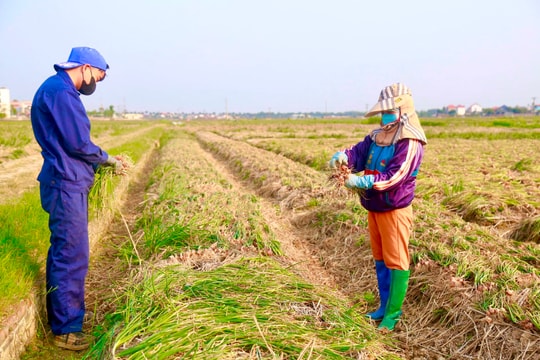 Nông dân Kinh Môn xuống đồng sớm