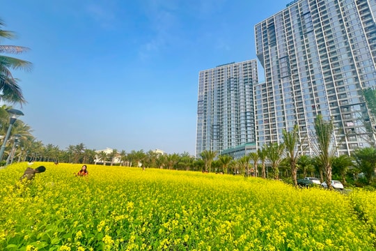 Đẹp hút hồn vườn hoa cải ở TP Hải Dương nở rộ đúng dịpTết 