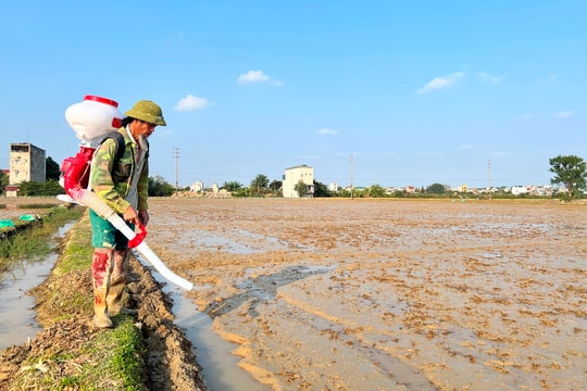 Hải Dương khẩn trương phủ xanh đồng