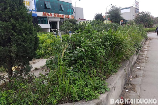 Cỏ dại mọc um tùm tại các vườn hoa ở thị trấn Gia Lộc