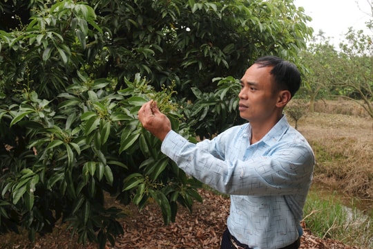 Nông dân Thanh Hà bảo vệ hoa vải