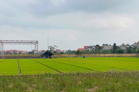 Sân vận động xã Thanh Hải thành nơi gieo mạ