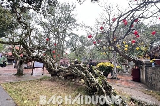 Cây đại già ở Côn Sơn