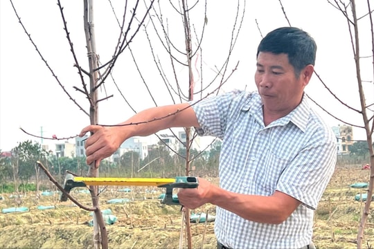 Nông dân TP Hải Dương tất bật chuẩn bị mùa hoa đào mới