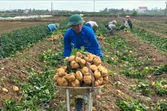 Giá trị sản xuất cây vụ đông ở Kim Thành tăng hơn 10 triệu đồng/ha