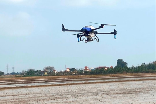 Nhiều xã ở Cẩm Giàng cơ bản hoàn thành gieo cấy lúa xuân